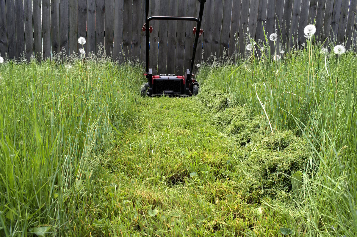 Severely overgrown garden before clearance
