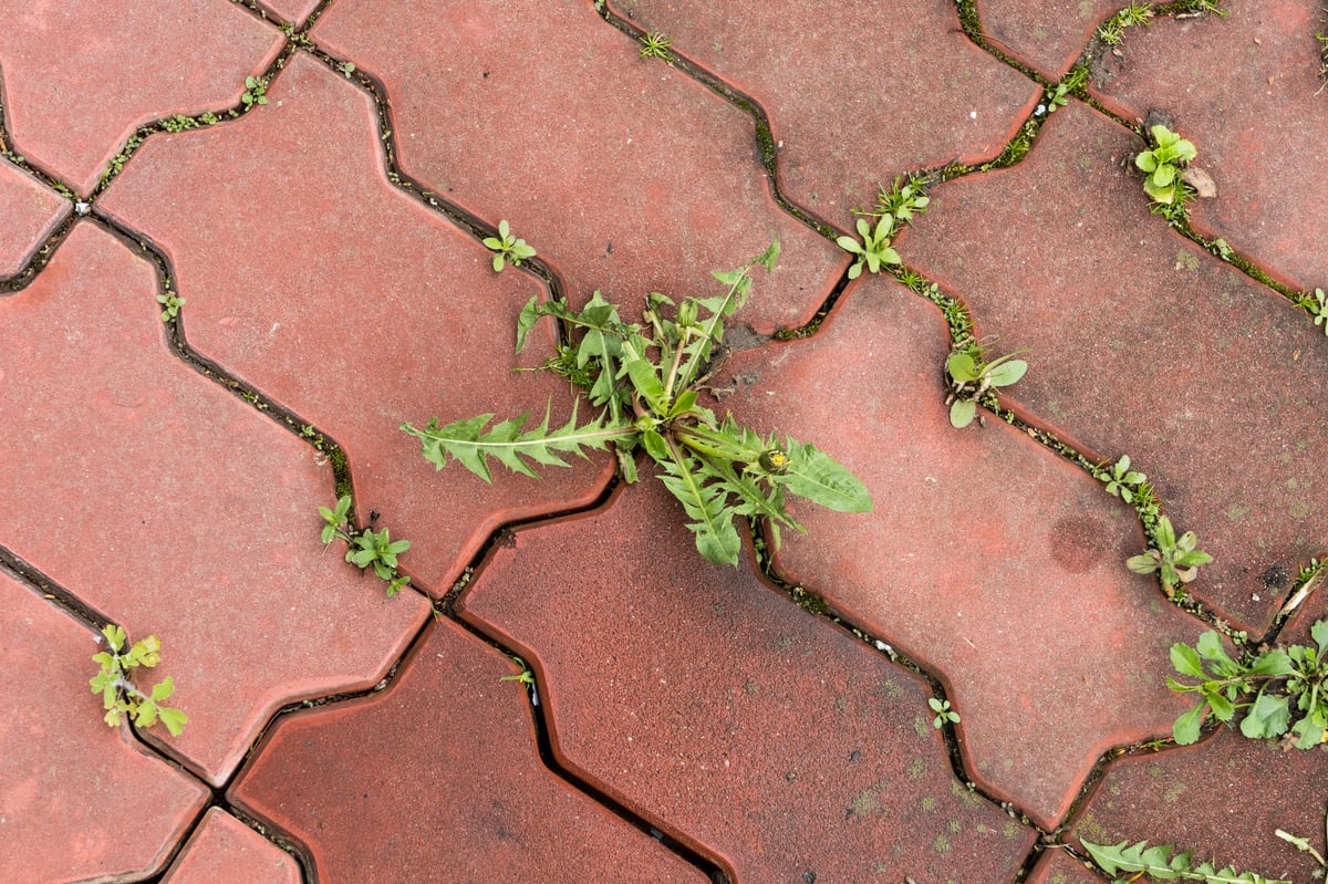 Weeds growing between brick paving joints