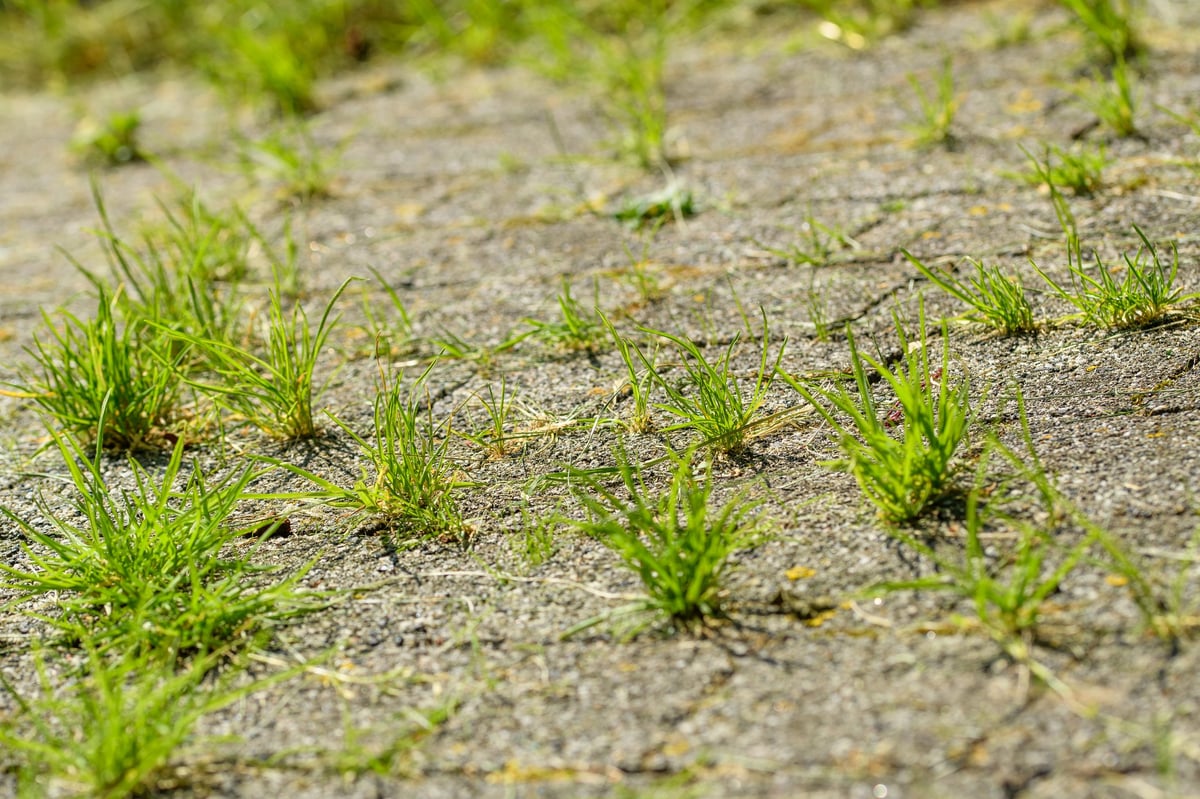 Clean brick paving after weed removal