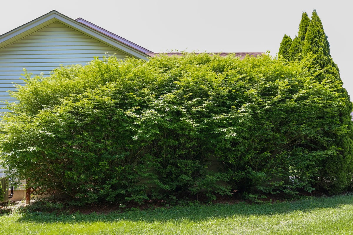 Overgrown bush engulfing front of house before cutting