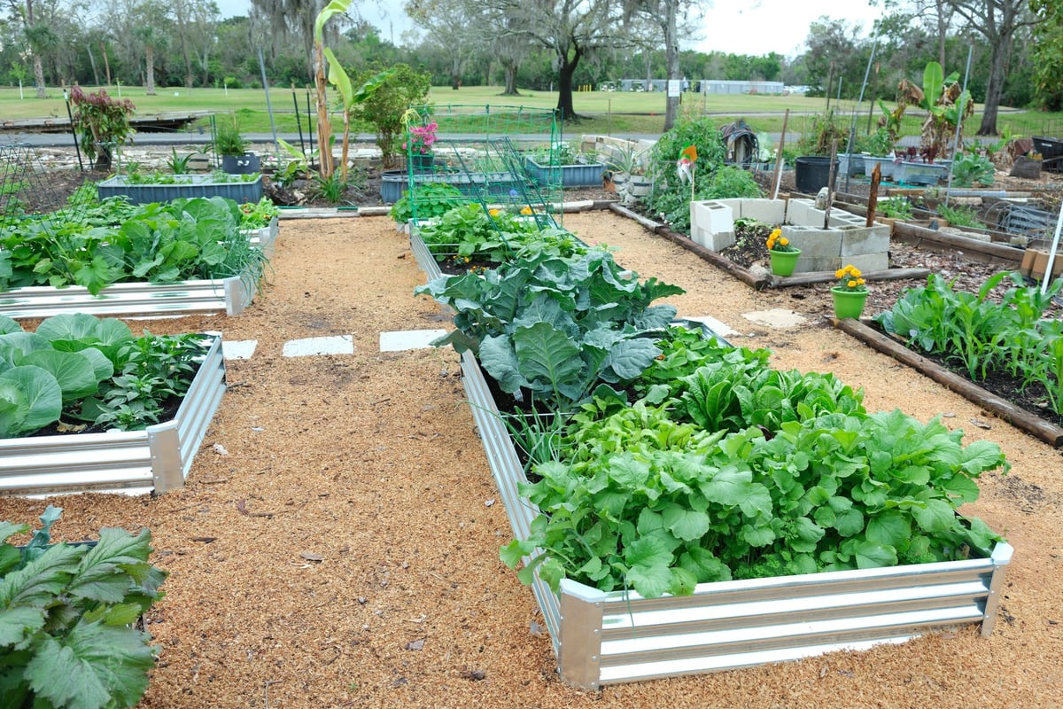 Raised garden beds with vegetables and stepping stones