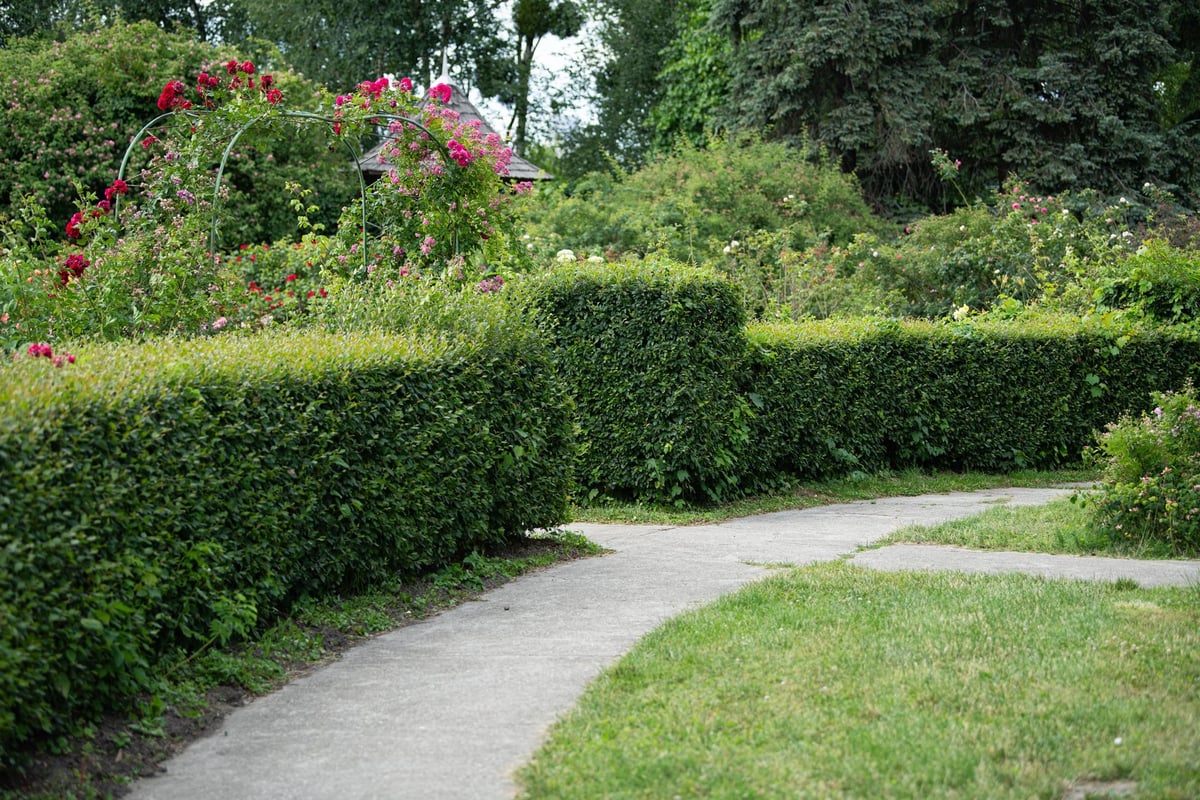 Same hedge now neatly trimmed revealing the house