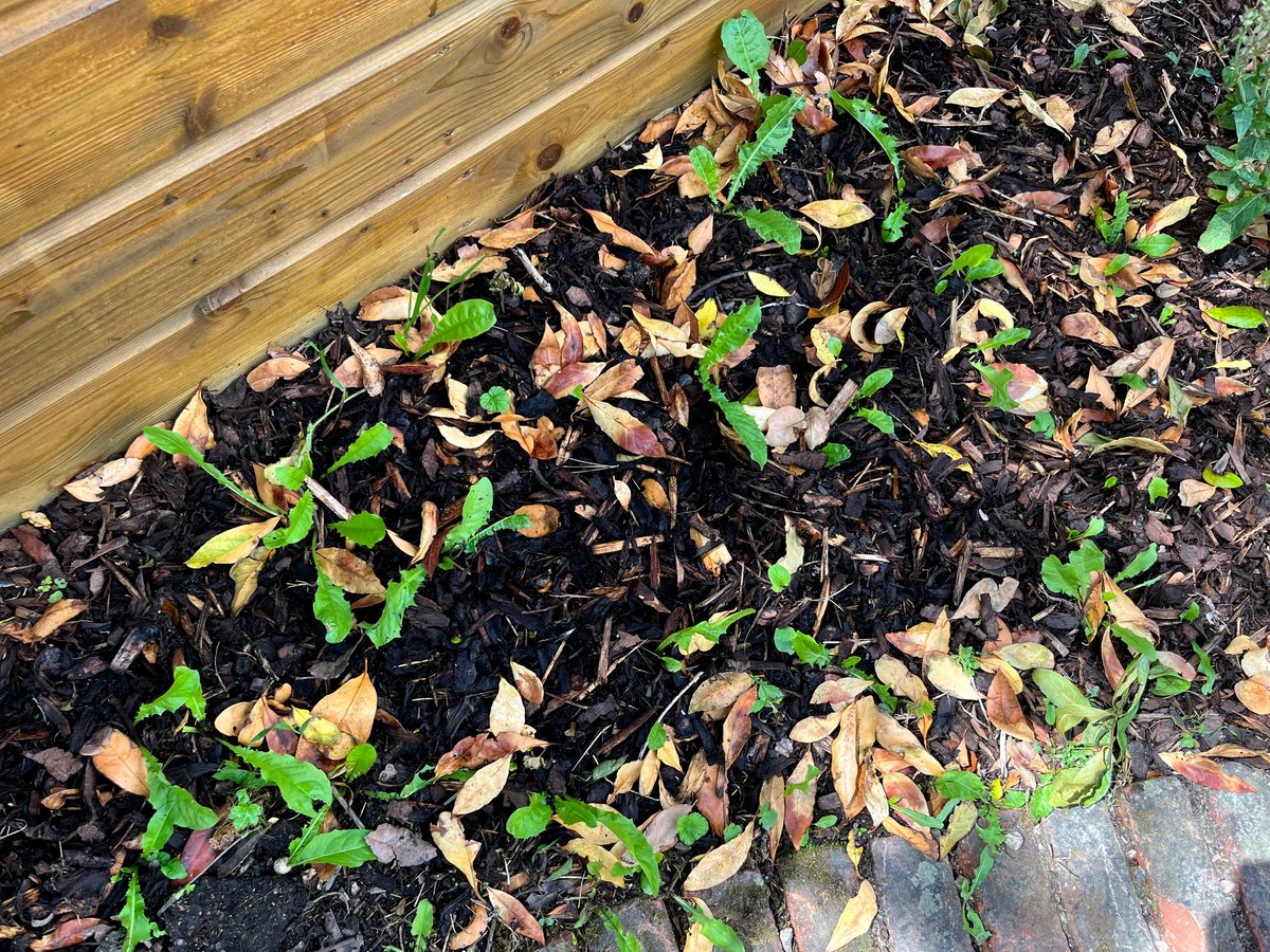 Weeds pushing through bark mulch in garden bed
