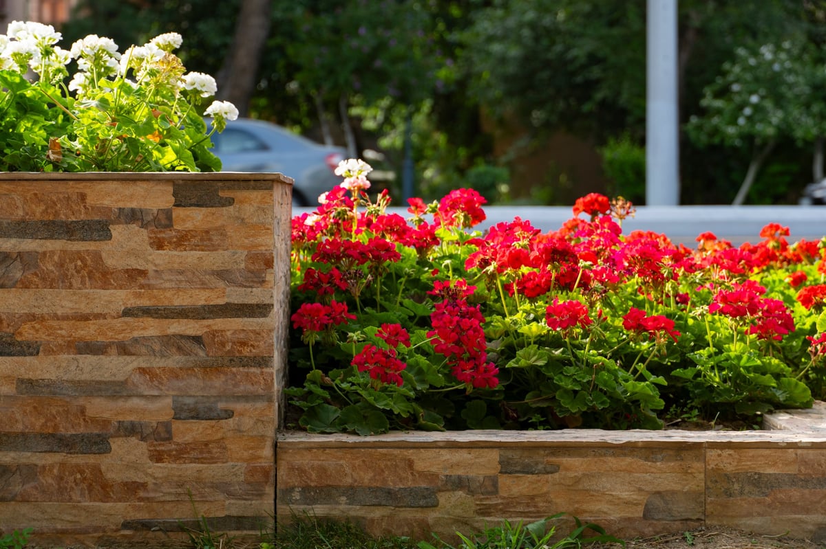 Decorative stone flowerbed with vibrant red and white flowers
