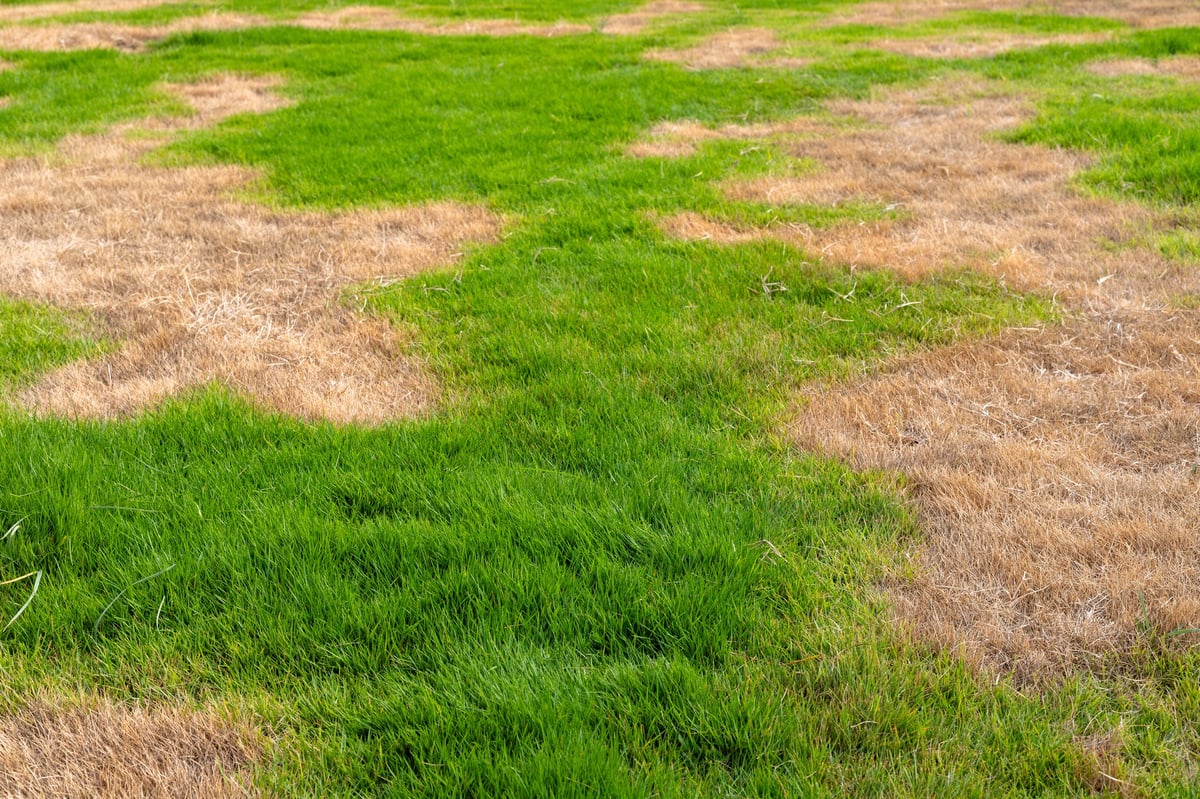 Brown patchy lawn before restoration