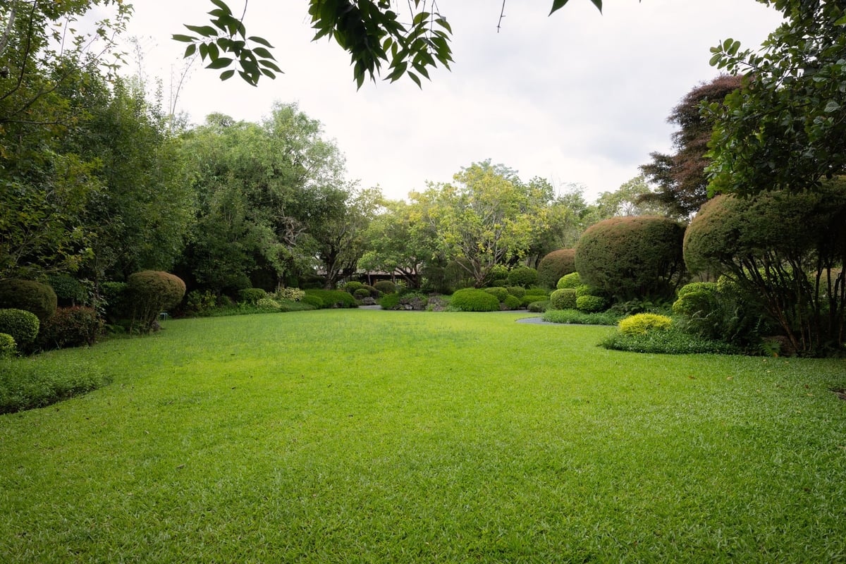 Same lawn lush green after restoration