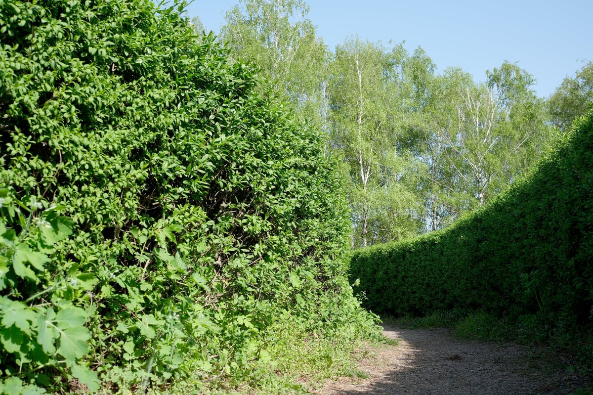 Same hedge pathway now clear and neatly trimmed