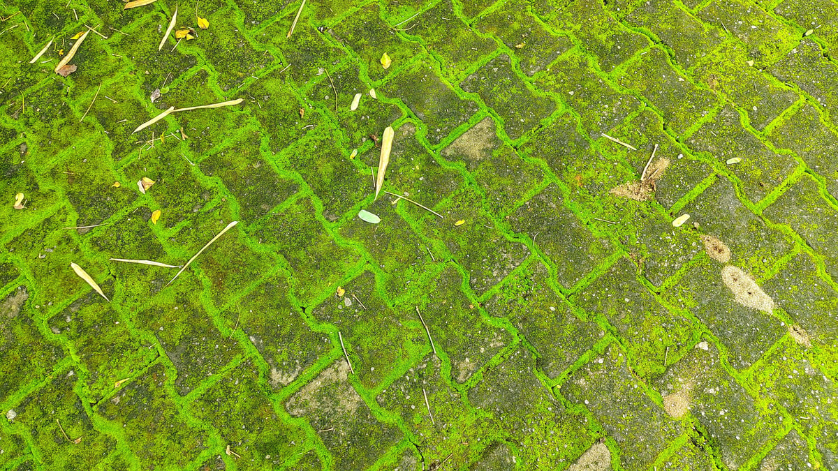 Moss-covered patio before pressure washing