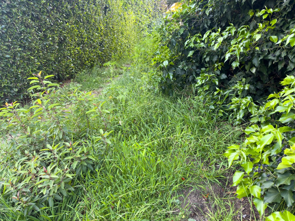 Overgrown hedge spilling onto pathway before trimming