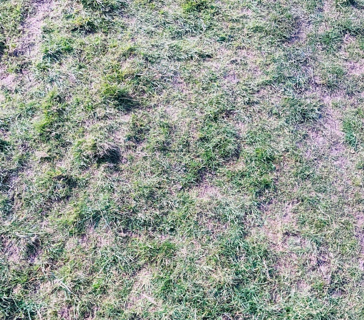 Patchy thin lawn with bare soil before treatment